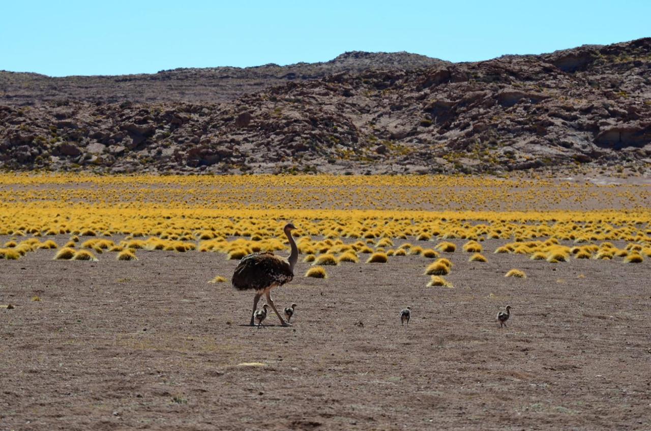 Отель Ckuri Atacama Сан-Педро-де-Атакама Экстерьер фото