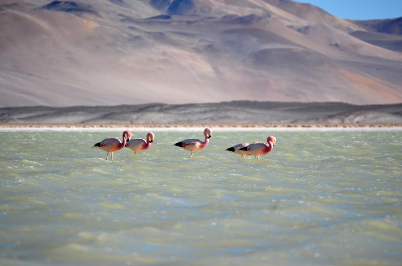 Отель Ckuri Atacama Сан-Педро-де-Атакама Экстерьер фото