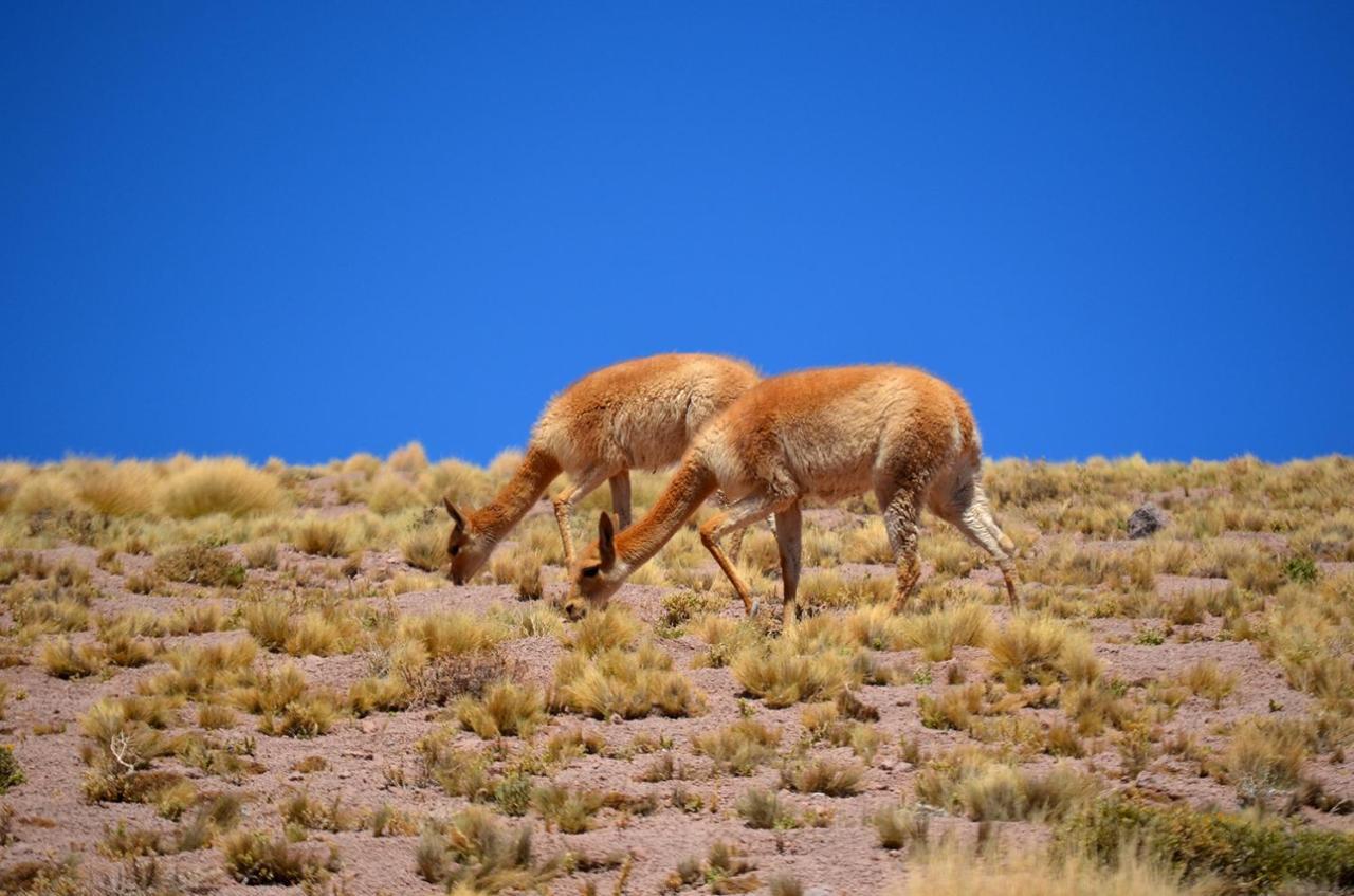 Отель Ckuri Atacama Сан-Педро-де-Атакама Экстерьер фото