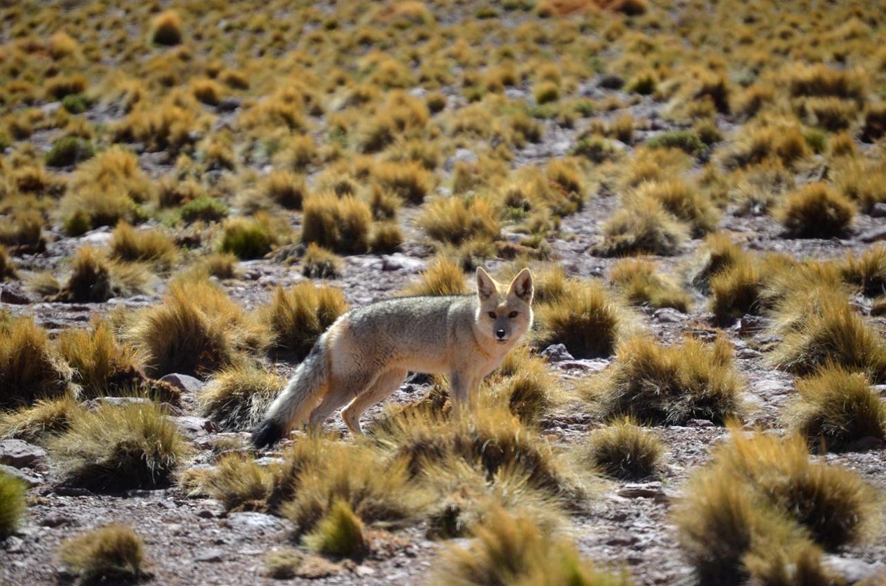 Отель Ckuri Atacama Сан-Педро-де-Атакама Экстерьер фото